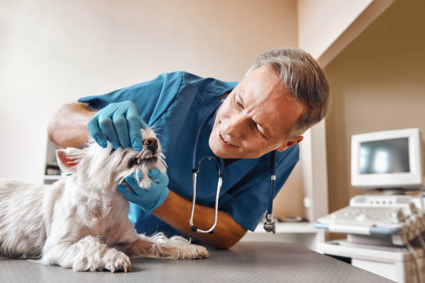 Best Emergency Dental Care for Broken or Chipped Teeth in Longbranch, WA